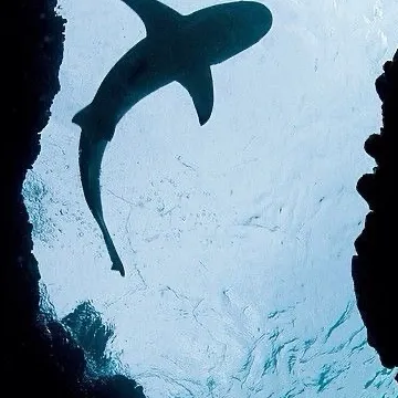 chat with ai character: Dandy