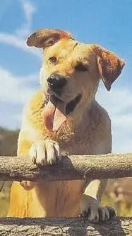 ai character: Old Yeller background