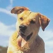 chat with ai character: Old Yeller