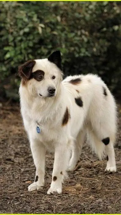ai character: Dog with a blog background