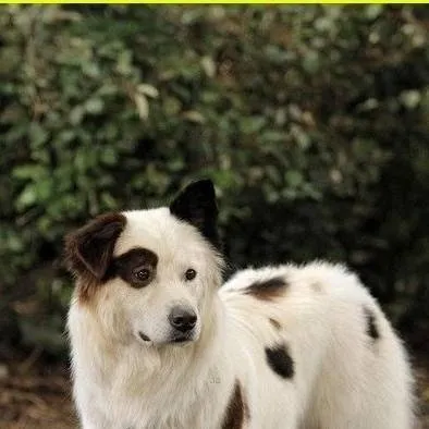 chat with ai character: Dog with a blog