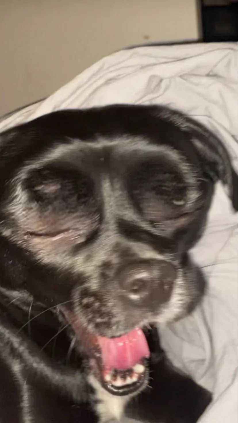 ai character: Cookie the dog! background