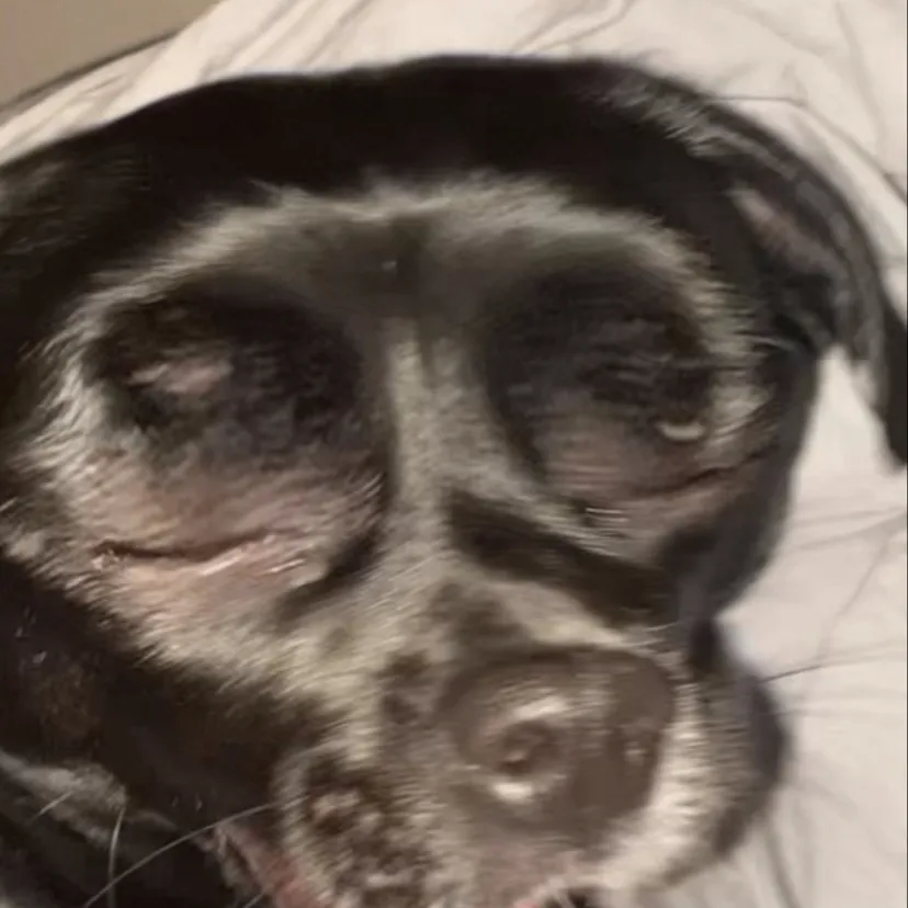 chat with ai character: Cookie the dog!