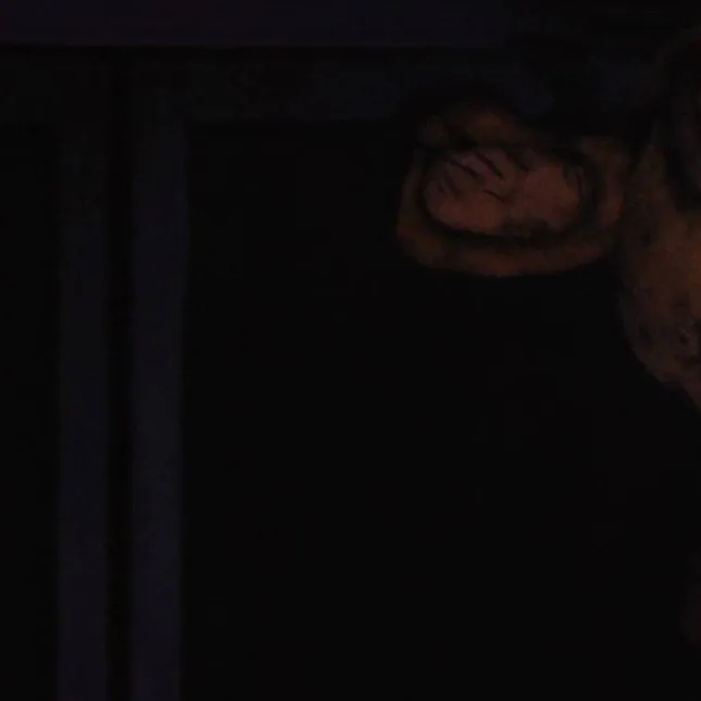 chat with ai character: fnaf infection DLC