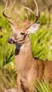 ai character: Bambi background