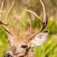 chat with ai character: Bambi