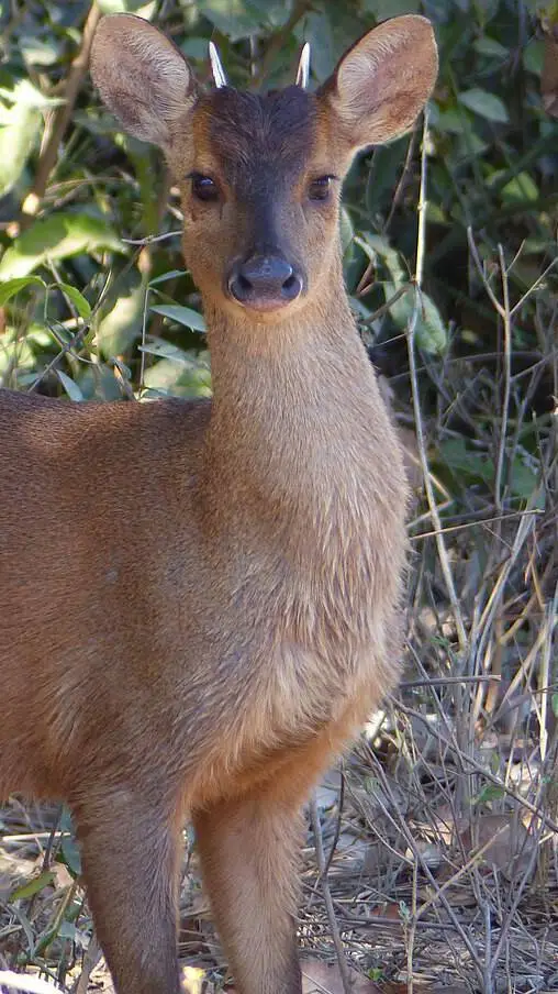 ai character: Bambi background