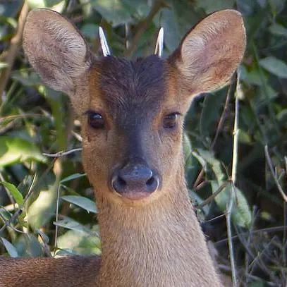 chat with ai character: Bambi