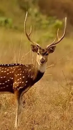 ai character: Bambi  background