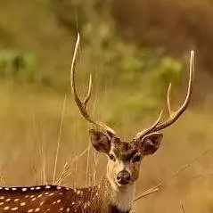 chat with ai character: Bambi 