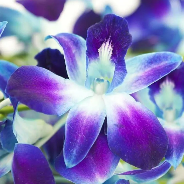 chat with ai character: °~Luna's Posts~°