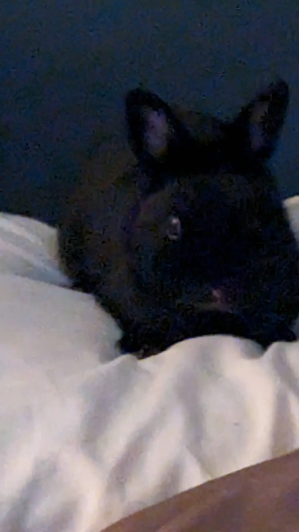 ai character: asher background