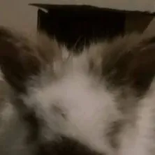 chat with ai character: Bun! 💕