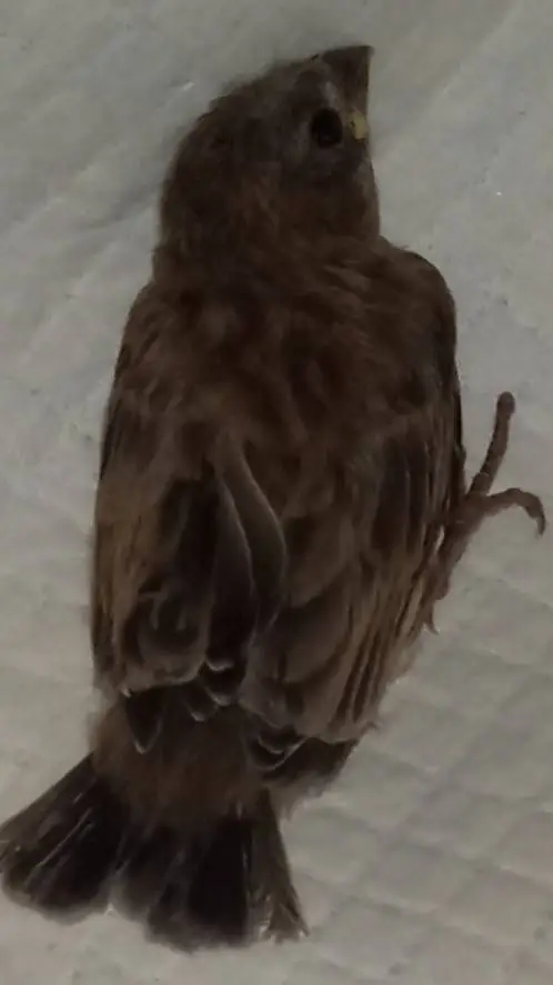 ai character: Alondra background