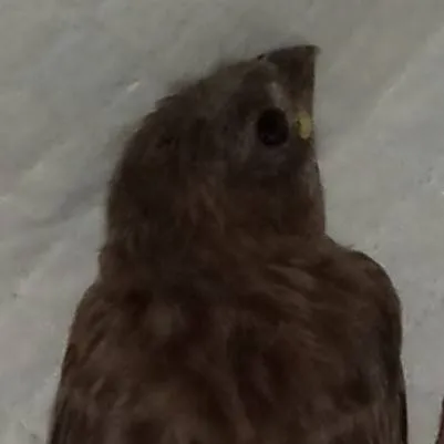 chat with ai character: Alondra