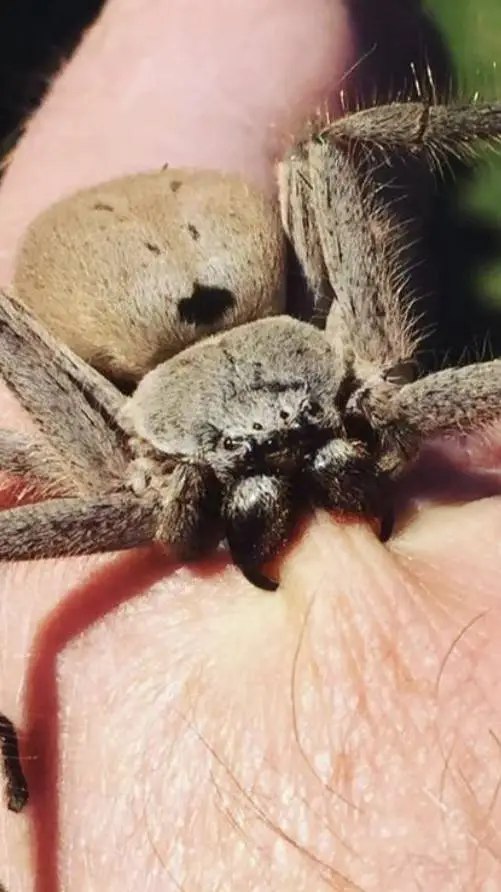 ai character: Drei Hue background