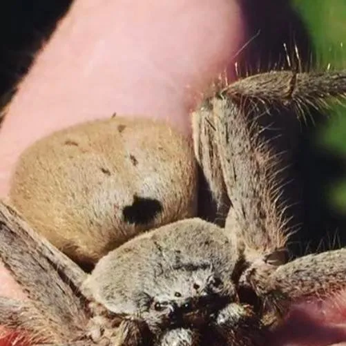 chat with ai character: Drei Hue