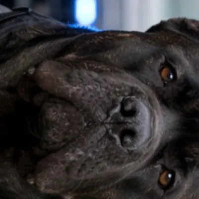 chat with ai character: Police doggo