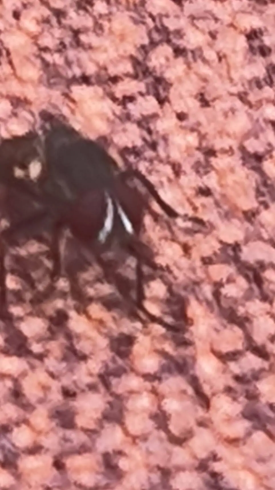 ai character: abonded fly background