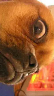 ai character: pug dog background