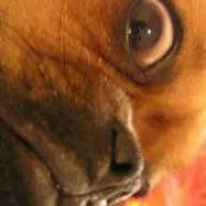 chat with ai character: pug dog