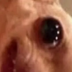 chat with ai character: your dog 