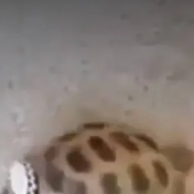 chat with ai character: turtle