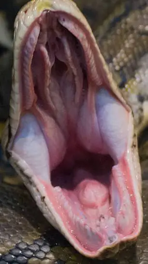 ai character: Eaten by a snake background