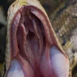 chat with ai character: Eaten by a snake