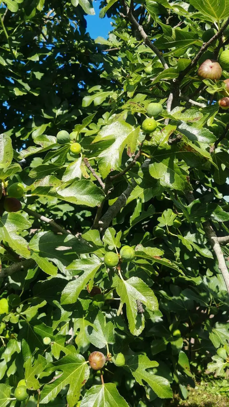 ai character: giyuu background