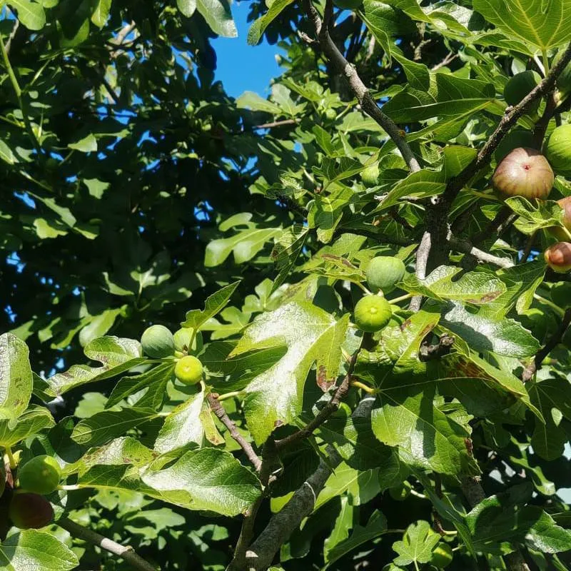 chat with ai character: giyuu