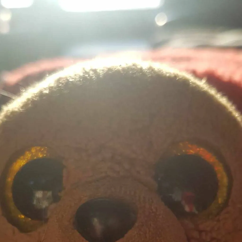 chat with ai character: Bear bear
