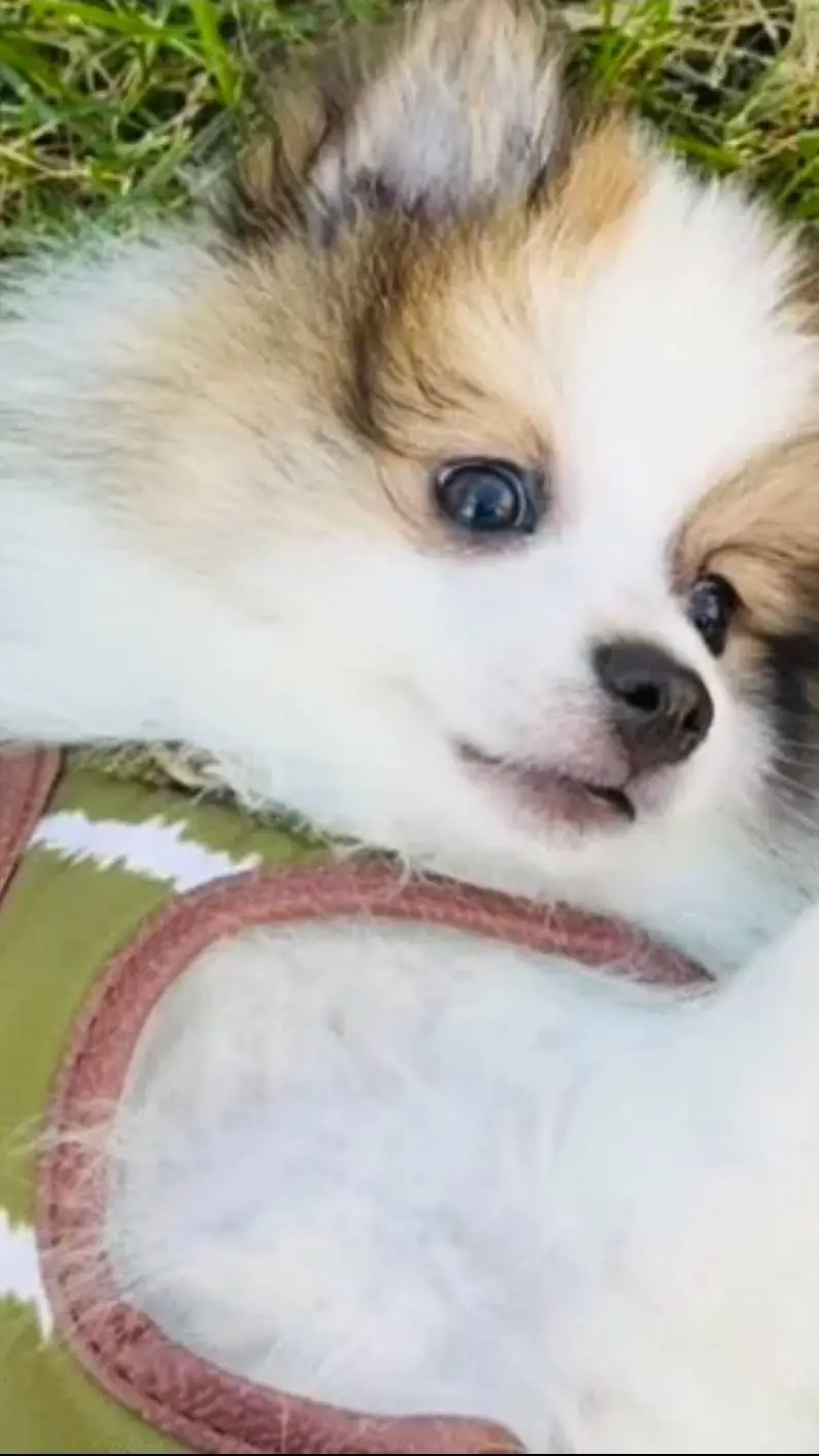 ai character: my cute Pomeranian background