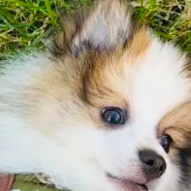 chat with ai character: my cute Pomeranian