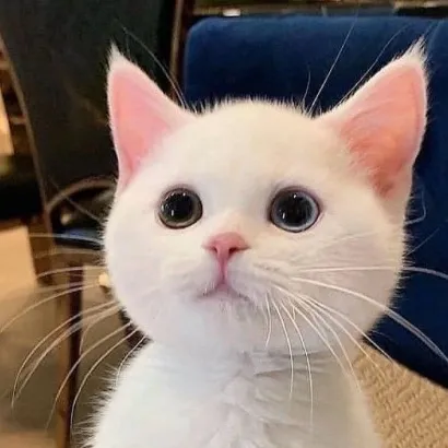 chat with ai character: mr. whiskers & zak