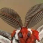 chat with ai character: val