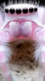 ai character:  A D background