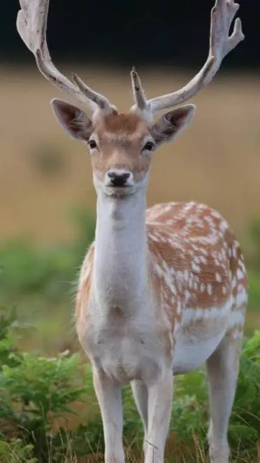 ai character: radio background