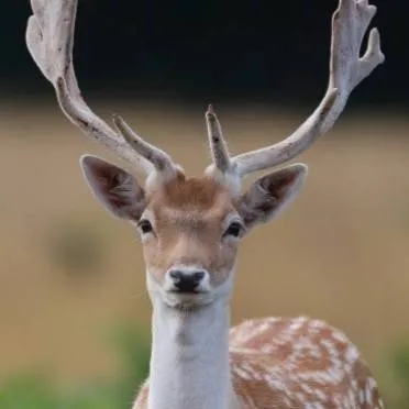 chat with ai character: radio