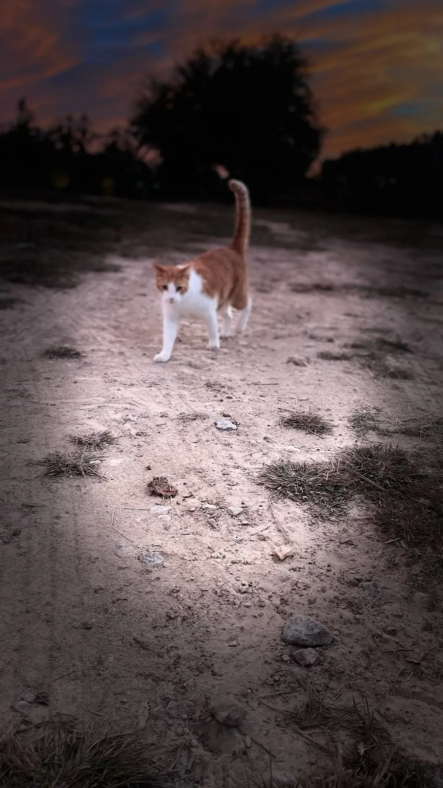 ai character: Abt me/creator background