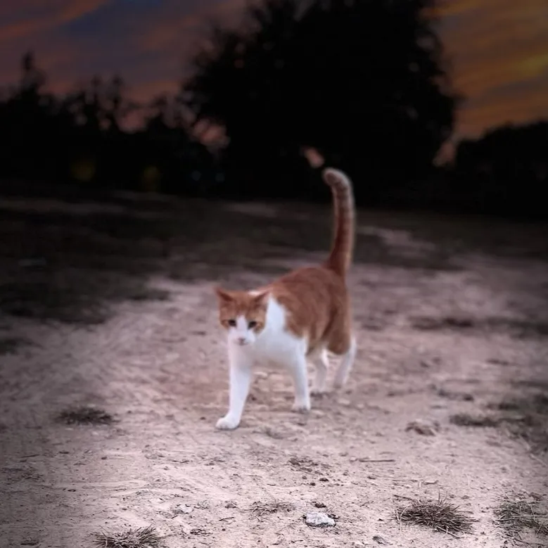 chat with ai character: Abt me/creator