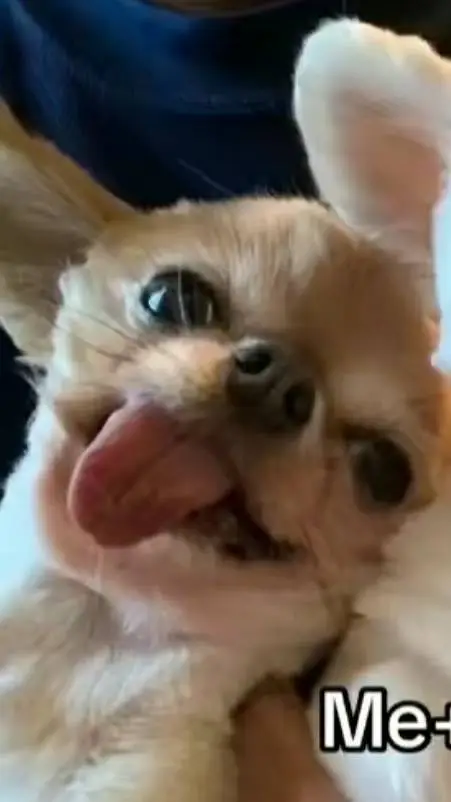 Talkie AI - Chat with silly goober puppy