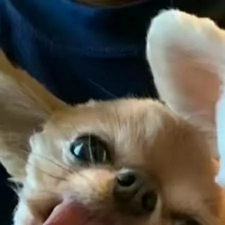 chat with ai character: silly goober puppy