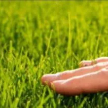 chat with ai character: nice grass