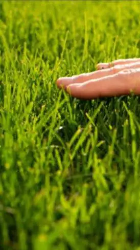 ai character: nice grass background