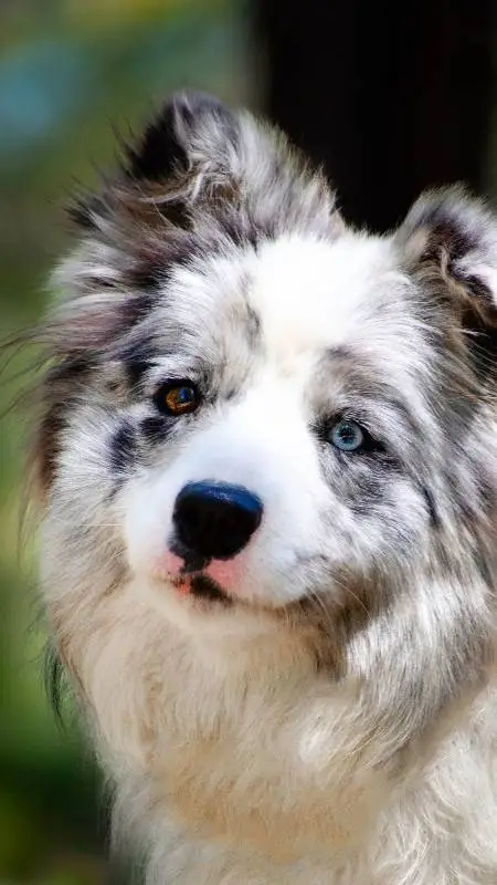 ai character: u dog in pic background