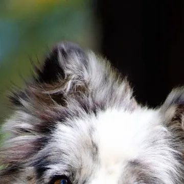 chat with ai character: u dog in pic
