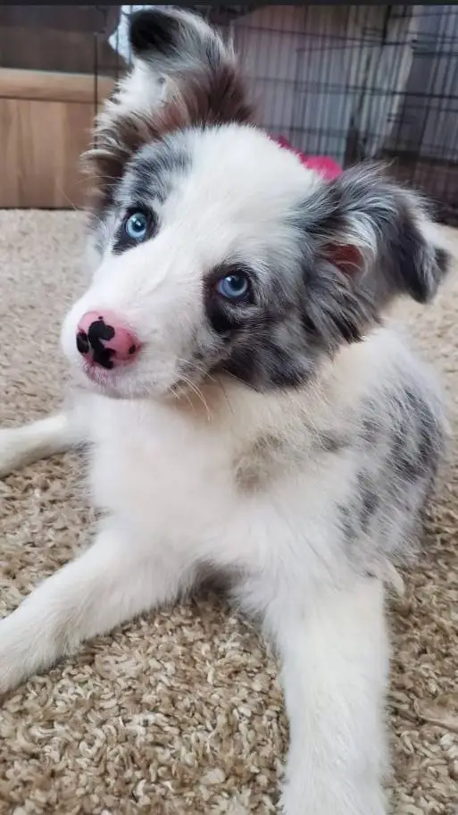 ai character: cute border Collie background