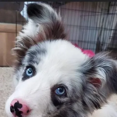 chat with ai character: cute border Collie