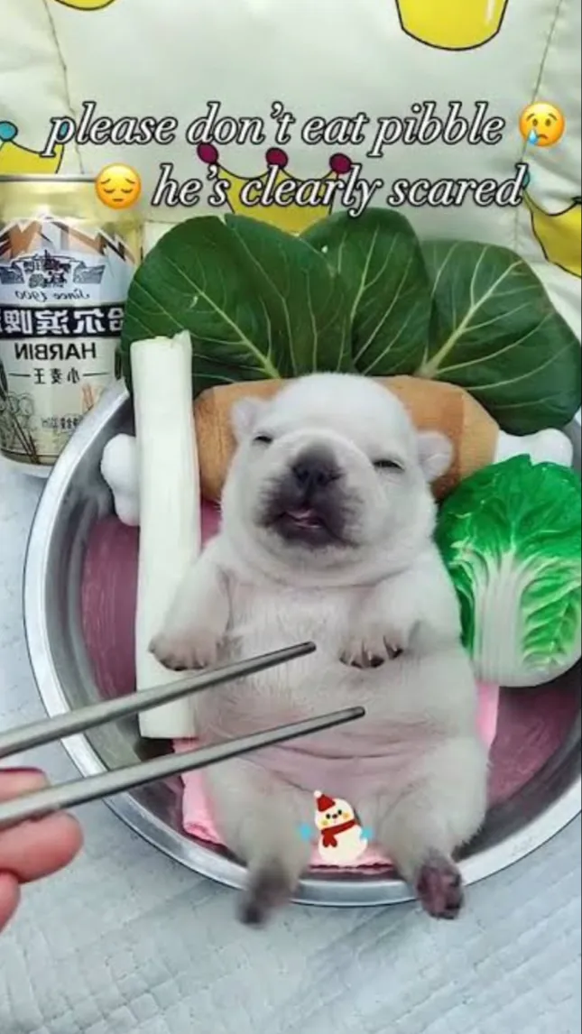 ai character: Darer background